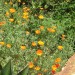 California poppy (flower) thumbnail