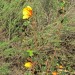 Flannelbush - Mexican (plant)	 thumbnail