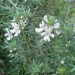 Coastal Rosemary	 thumbnail