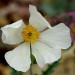 Prickly poppy - Mohave (flower) thumbnail