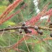 She oak (flower, seed pod)	 thumbnail