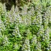 Echium - Blue Shrub (flower)	 thumbnail