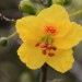 Desert Museum Palo Verde thumbnail