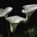 Calla Lily (flower) thumbnail