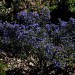 Ceanothus blue (plant) thumbnail