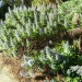 Echium - Blue Shrub (plant)	 thumbnail