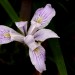 Iris purple (flower) thumbnail