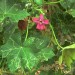 Island mallow	 thumbnail