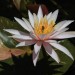 Water lily thumbnail