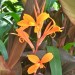 Canna Lily - Orange Punch thumbnail