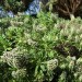 Echium - White Shrub (plant) thumbnail