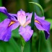 Iris purple (flower) thumbnail