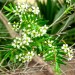 Twiggy heath myrtle (plant) thumbnail