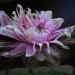 Water lily - Victoria - flower	 thumbnail