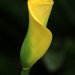 Yellow Calla Lily thumbnail