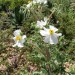 Prickly poppy- Mohave thumbnail