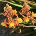 Bulbine	 thumbnail