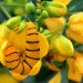 Christmas bush and Sulphur Butterfly caterpillar  thumbnail