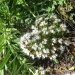 Echium - White Shrub (flower) thumbnail