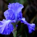 Iris blue (flower) thumbnail