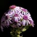 Canary Islands cineraria (flower)	 thumbnail