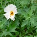 Coulter's Matilija poppy thumbnail