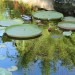 Water lily - Victoria - plant	 thumbnail