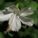 Hibiscus - white	 thumbnail