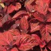 Bloodleaf 	 thumbnail