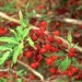 Nevin's barberry (fruit) thumbnail