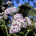 Canary Islands cineraria (plant)	 thumbnail