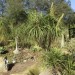 Elephant's foot, ponytail palm	 thumbnail