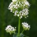 Jupiter's beard - white (flower)	F thumbnail