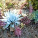 Giant chalk dudleya thumbnail