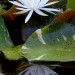 Water lily	 thumbnail