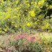 Desert Museum Palo Verde (plant) thumbnail