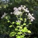 Canary Islands cineraria (plant)	 thumbnail