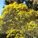 Wattle - Queensland silver (plant) thumbnail