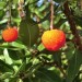 'Marina'	Strawberry Tree (fruit) thumbnail