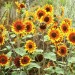 Sunflower thumbnail