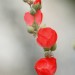 Desert Globemallow (flower) thumbnail