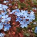 Plumbago thumbnail