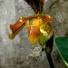 Epiphytic ladyslipper orchid thumbnail