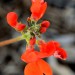 Coral tree	 thumbnail