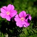 Geranium 'Tiny Monster', Cranesbill (flower)		 thumbnail