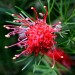 Grevillea	 thumbnail