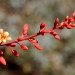 Red yucca thumbnail