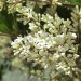 Wax-leaf Privet (flower) thumbnail