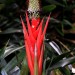 Bromeliad thumbnail