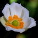 Japanese anemone	 thumbnail